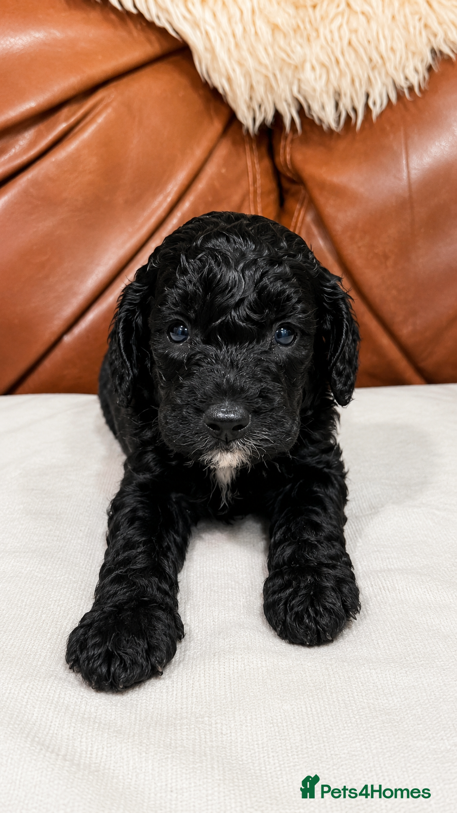 Sproodle dogs Stunning F1 Sproodles  - Advert 2