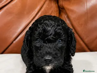 Sproodle dogs Stunning F1 Sproodles - Advert 2