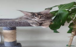 Maine Coon cats for sale: Fully health tested and Tica registered  in Great Missenden - Image 34