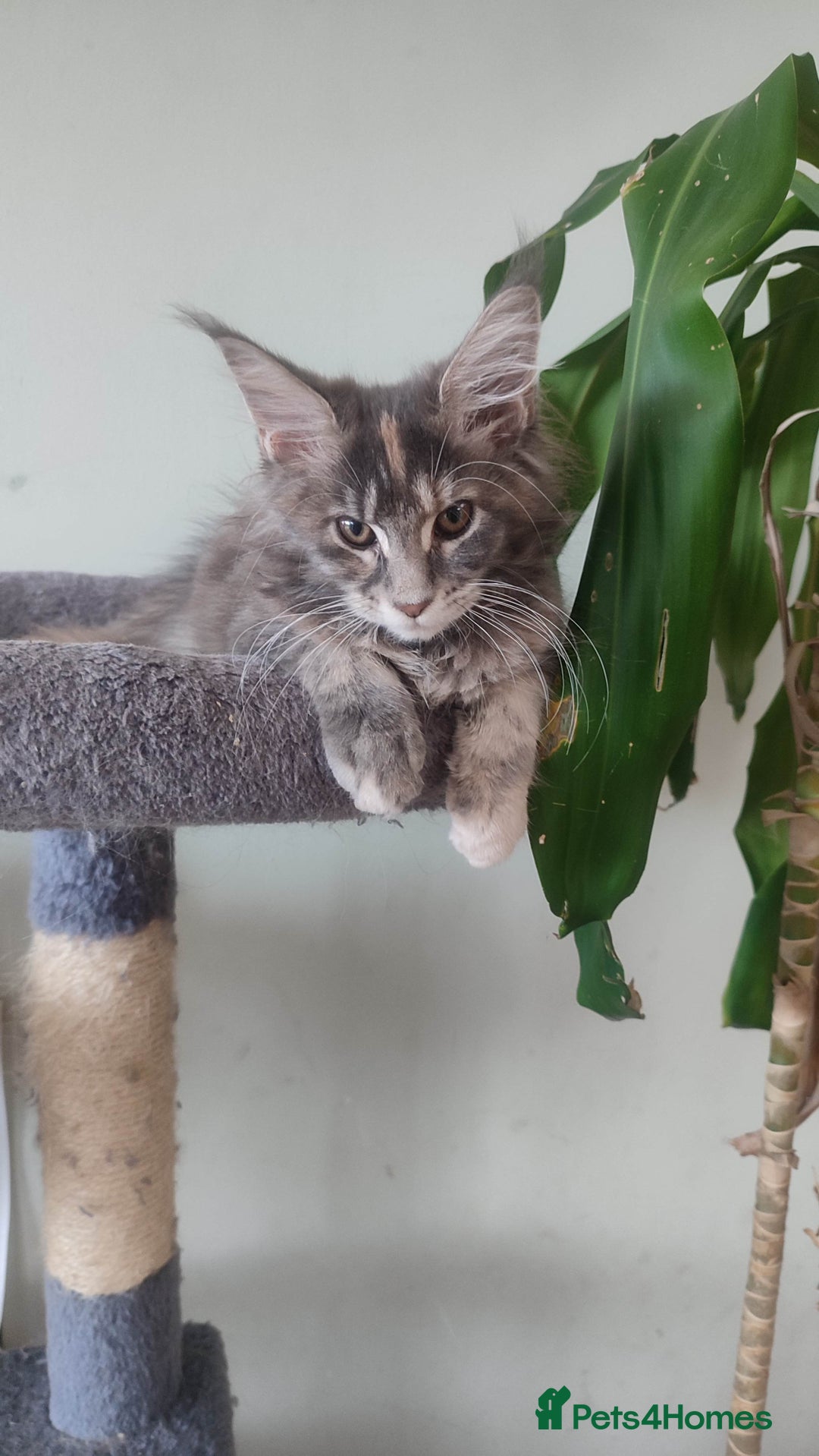 Maine Coon cats for sale: Fully health tested and Tica registered  in Great Missenden - Image 34