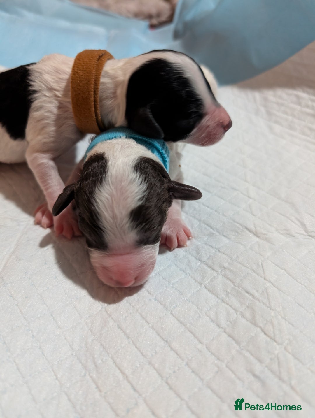 Miniature Poodle dogs for sale: Beautiful miniature parti - Advert 3