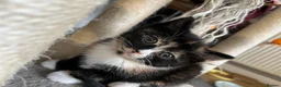 Mixed Breed cats for sale: Stunning MixedBreed Calico & TortoiseShell Kittens - Advert 8