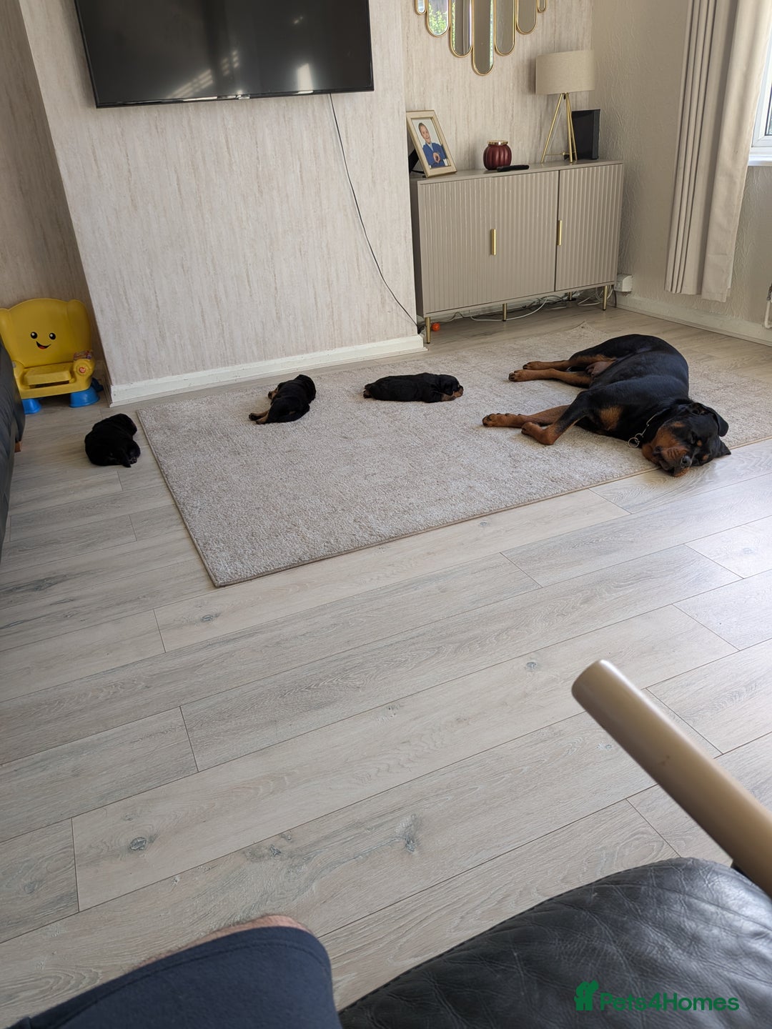 Rottweiler dogs for sale: Exclusive UK Rottweiler Puppy Champion Bloodlines - Image 19
