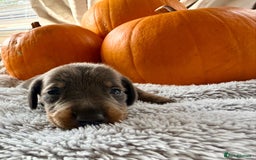 Dachshund dogs for sale: Beautiful mini dachshunds puppies  - Image 6