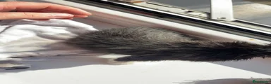 Kitten 2