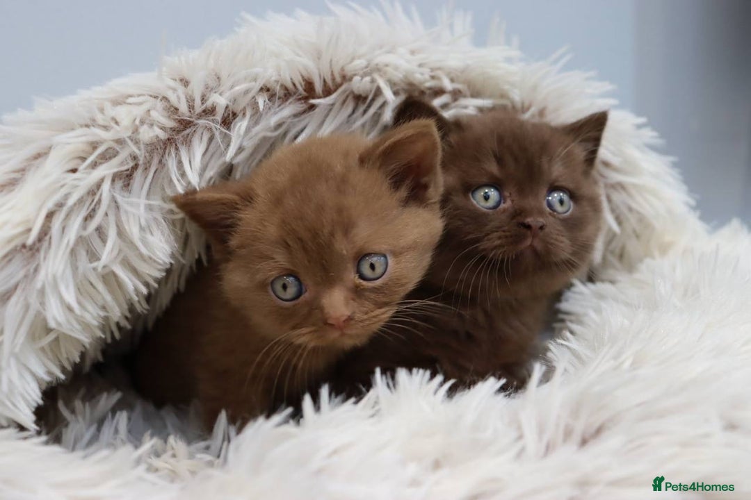 British Shorthair cats for sale: Stunning BHS Champions blood lines kittens  - Advert 17