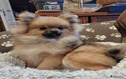 Pomeranian dogs for sale: Pom puppys with Kc reg , pedigree for sale - Image 10