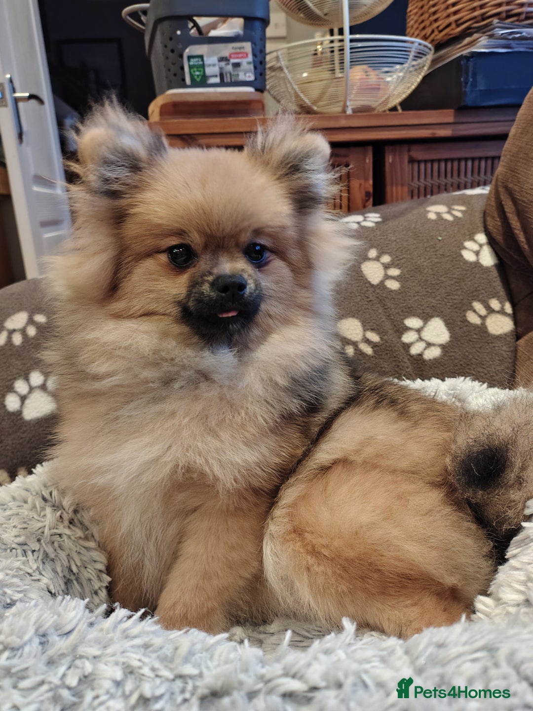 Pomeranian dogs for sale: Pom puppys with Kc reg , pedigree for sale - Image 10