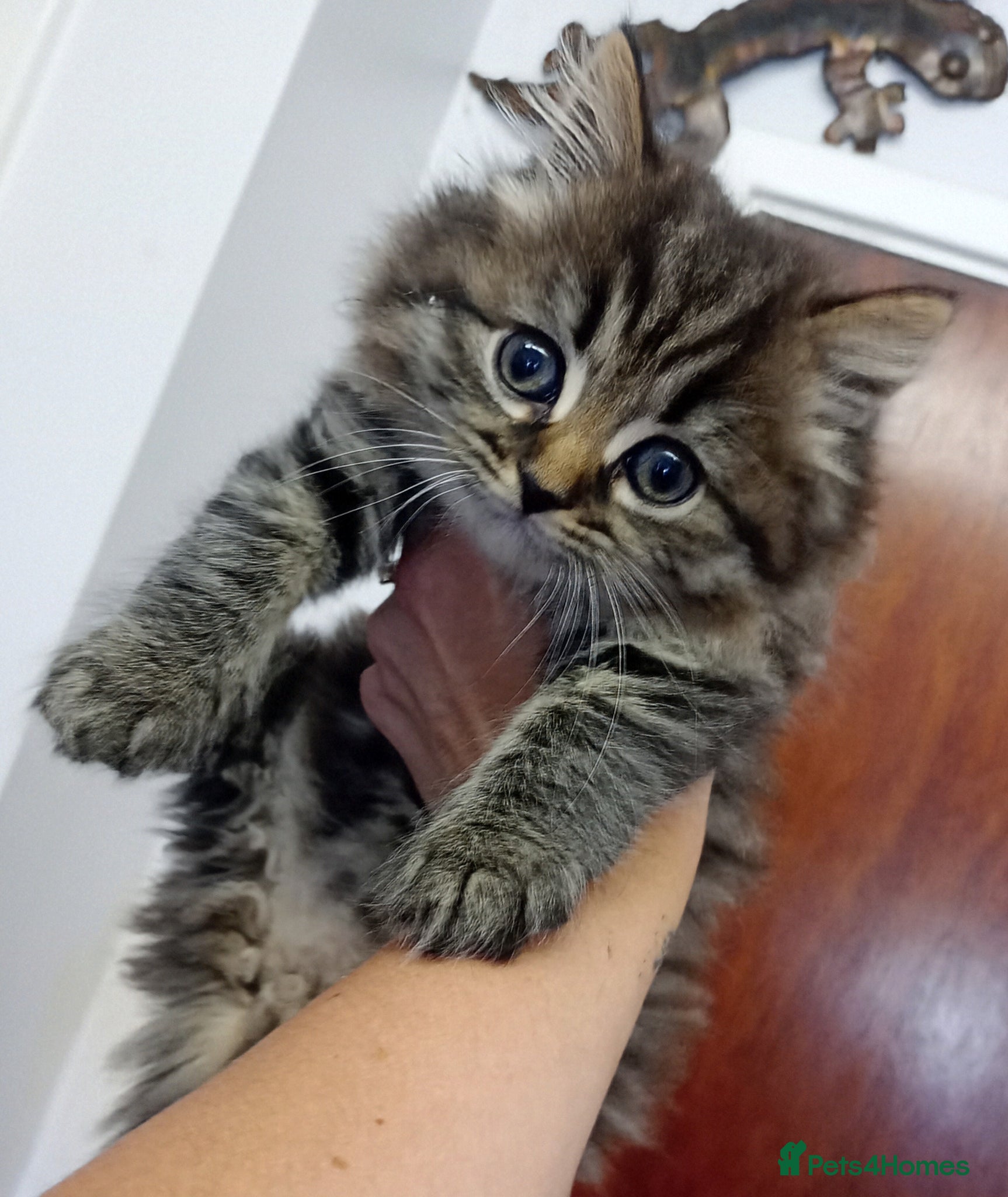 Persian cats ** 2 Girls - READY TO LEAVE** - Advert 9