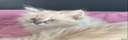 Ragdoll cats for sale: Beautiful fluffy Ragdoll kittens - Advert 4