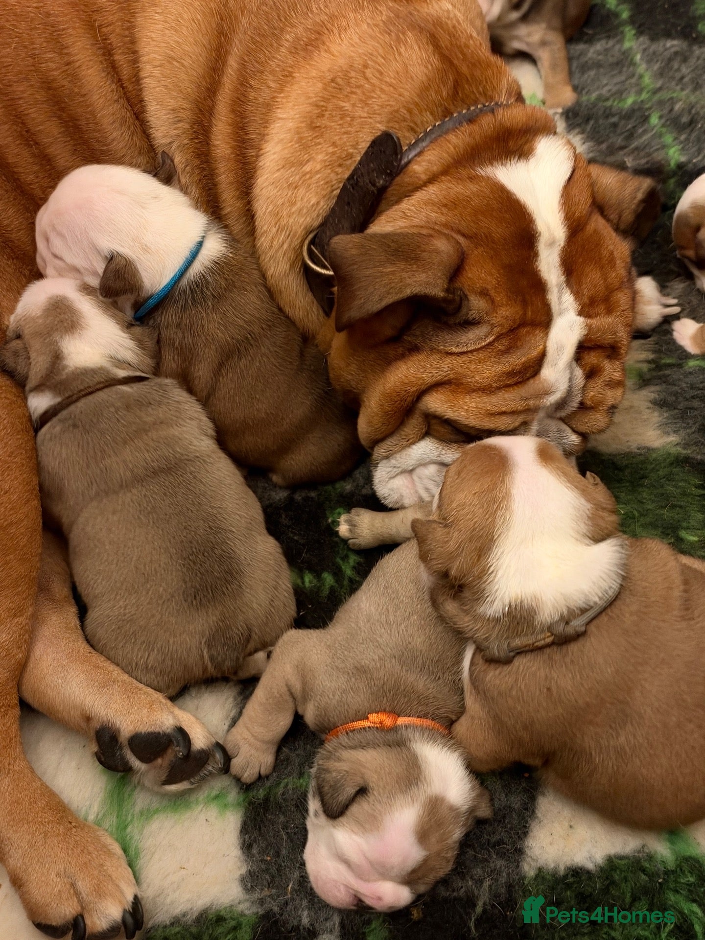 English Bulldog dogs Standard bulldogs •Health Tested Parents•13 Champs - Advert 15