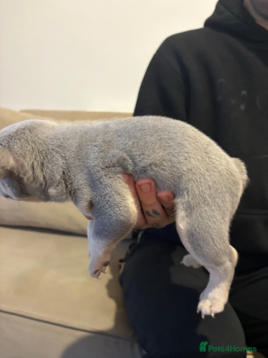 French Bulldog dogs for sale: Male French bulldog puppy in Walsall - Advert 9