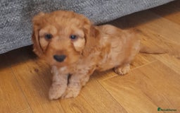 Cockapoo dogs for sale: Beautiful F1 red/golden cockapoo puppies - Image 4