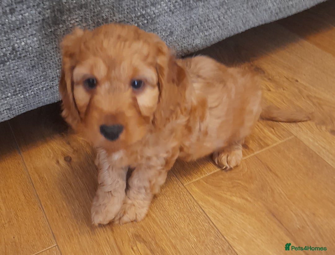 Cockapoo dogs for sale: Beautiful F1 red/golden cockapoo puppies - Image 4
