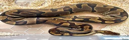Python Snake reptiles for sale: BP - Offers Welcome - Advert 6