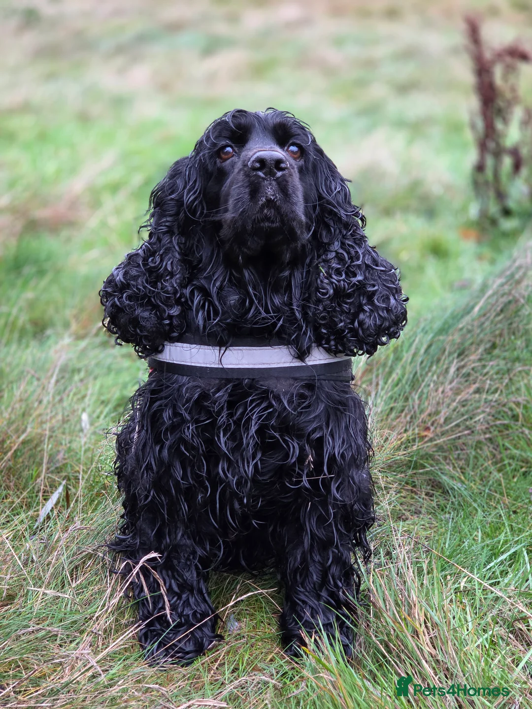 Cocker Spaniel dogs for sale: Show Cocker Spaniel K.C. Registered - Advert 2