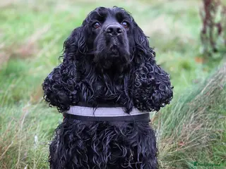 Cocker Spaniel dogs Show Cocker Spaniel K.C. Registered - Advert 1