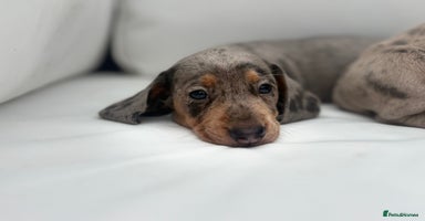 Miniature Dachshund dogs - Advert 4