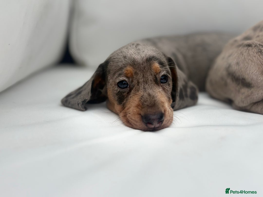 Miniature Dachshund dogs for sale: Beautiful babies - Image 2