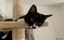British Shorthair cats for sale: Juno and Minnie - Image 15