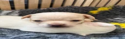 Chihuahua dogs for sale: Smooth coat chihuahua puppies  - Advert 26