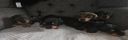 Dachshund dogs for sale: Wirehaired daschund pups - Advert 20