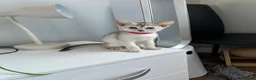 Abyssinian cats for sale: Silver Abyssinian kittens  - Advert 32
