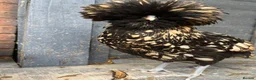 Chickens poultry for sale: Polish Pullets 16 weeks  - Advert 5