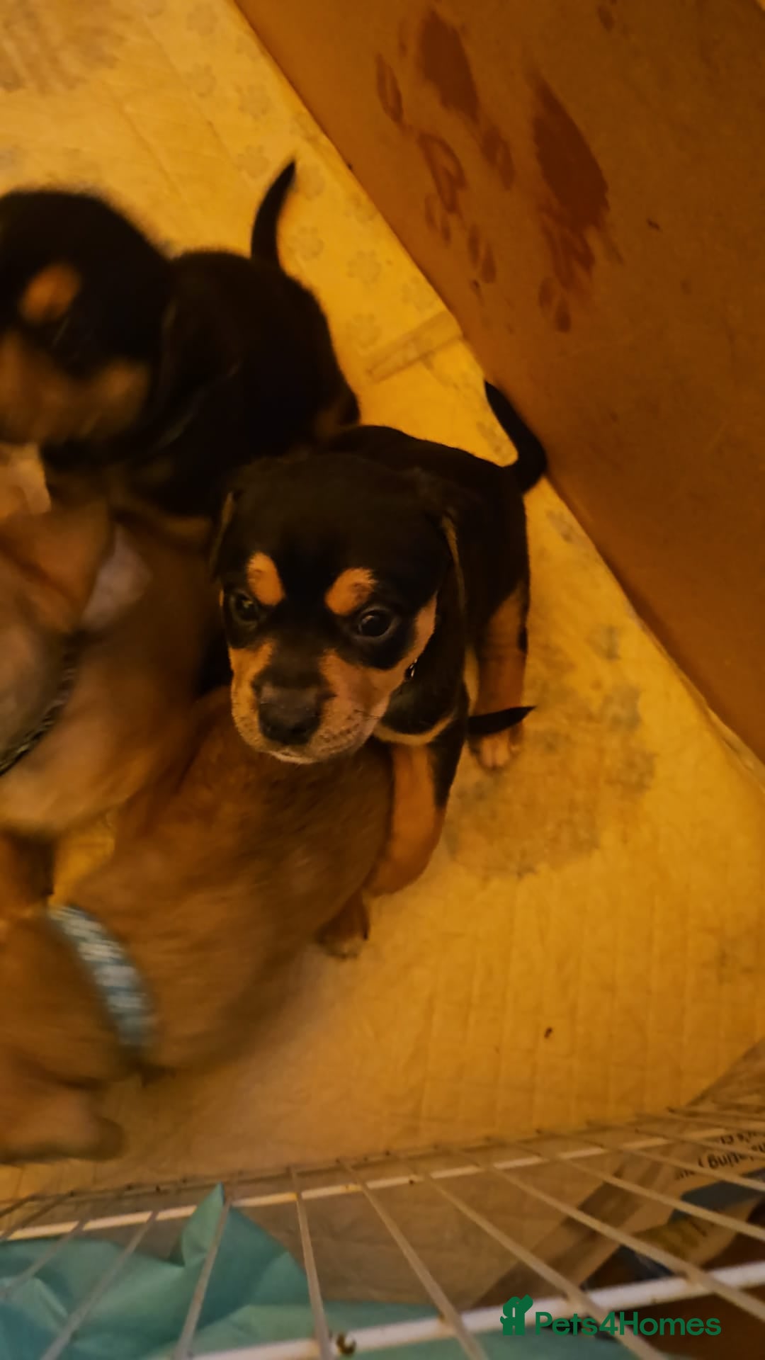 Mixed Breed dogs for sale: Puppies for sale - Advert 8