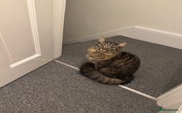 British Longhair cats for sale: Neutered Cat Looking for a Loving Home 🐾 - Image 2