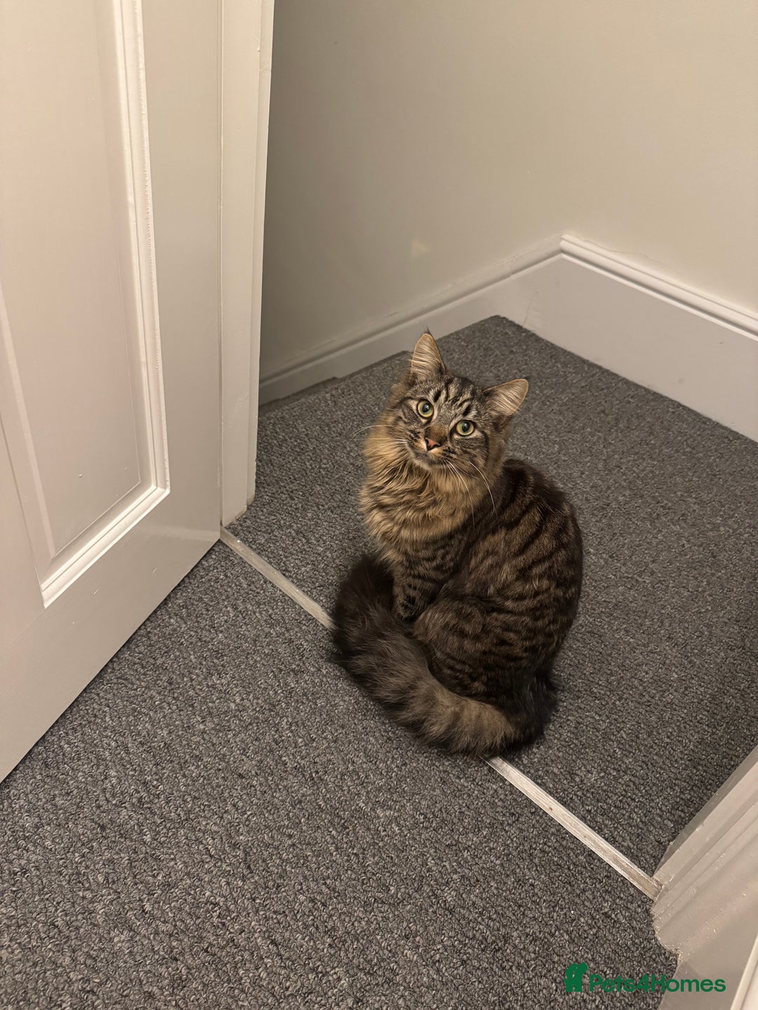 British Longhair cats for sale: Neutered Cat Looking for a Loving Home 🐾 - Image 2