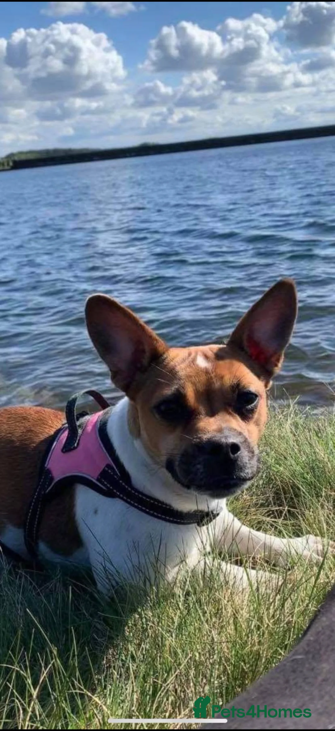 Mixed Breed dogs for sale: Unique mixed breed - Advert 1