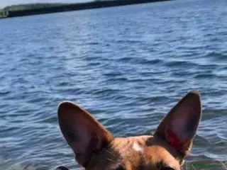 Mixed Breed dogs Unique mixed breed - Advert 2