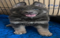 German Shepherd dogs for sale: KC Reg German Shepherd Puppies - Stunning colours  - Image 9