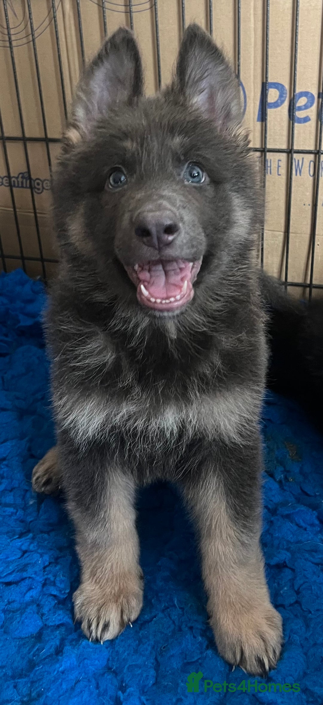 German Shepherd dogs for sale: KC Reg German Shepherd Puppies - Stunning colours  - Image 9