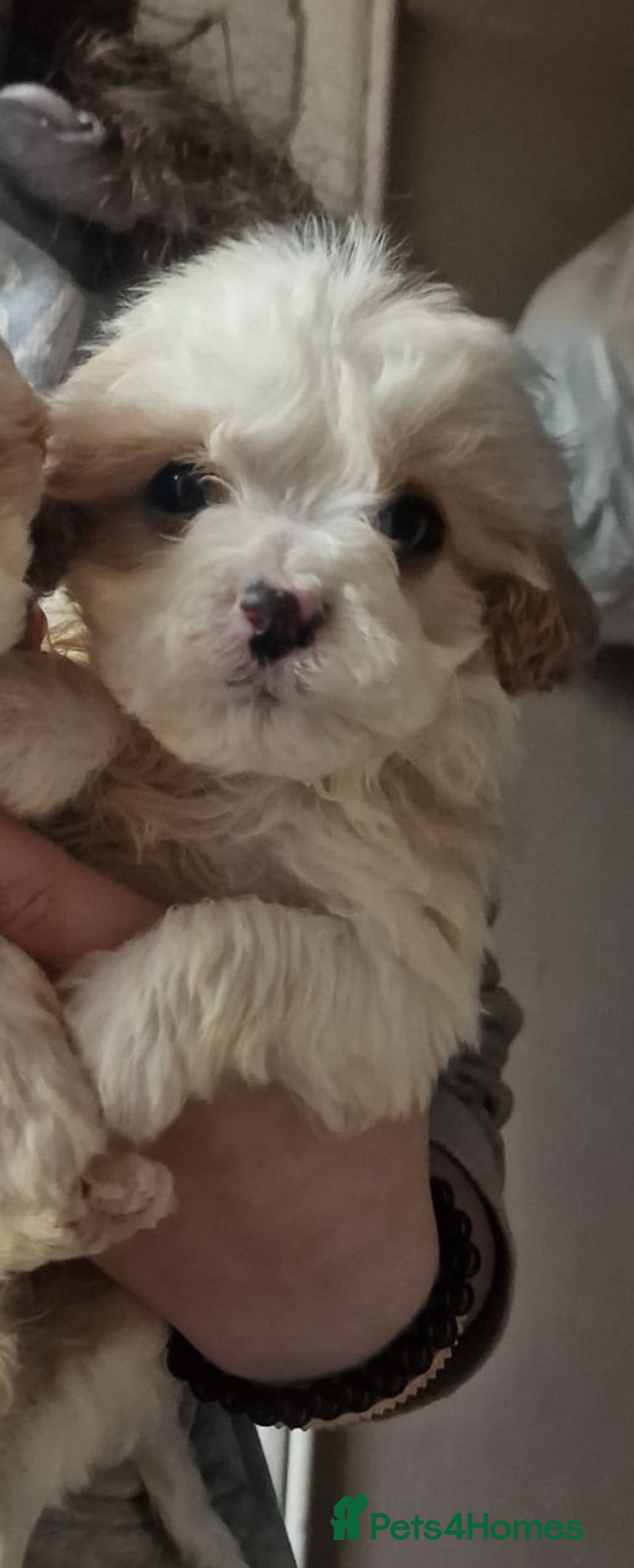 Cavapoo dogs for sale: Cavapoos  - Advert 7