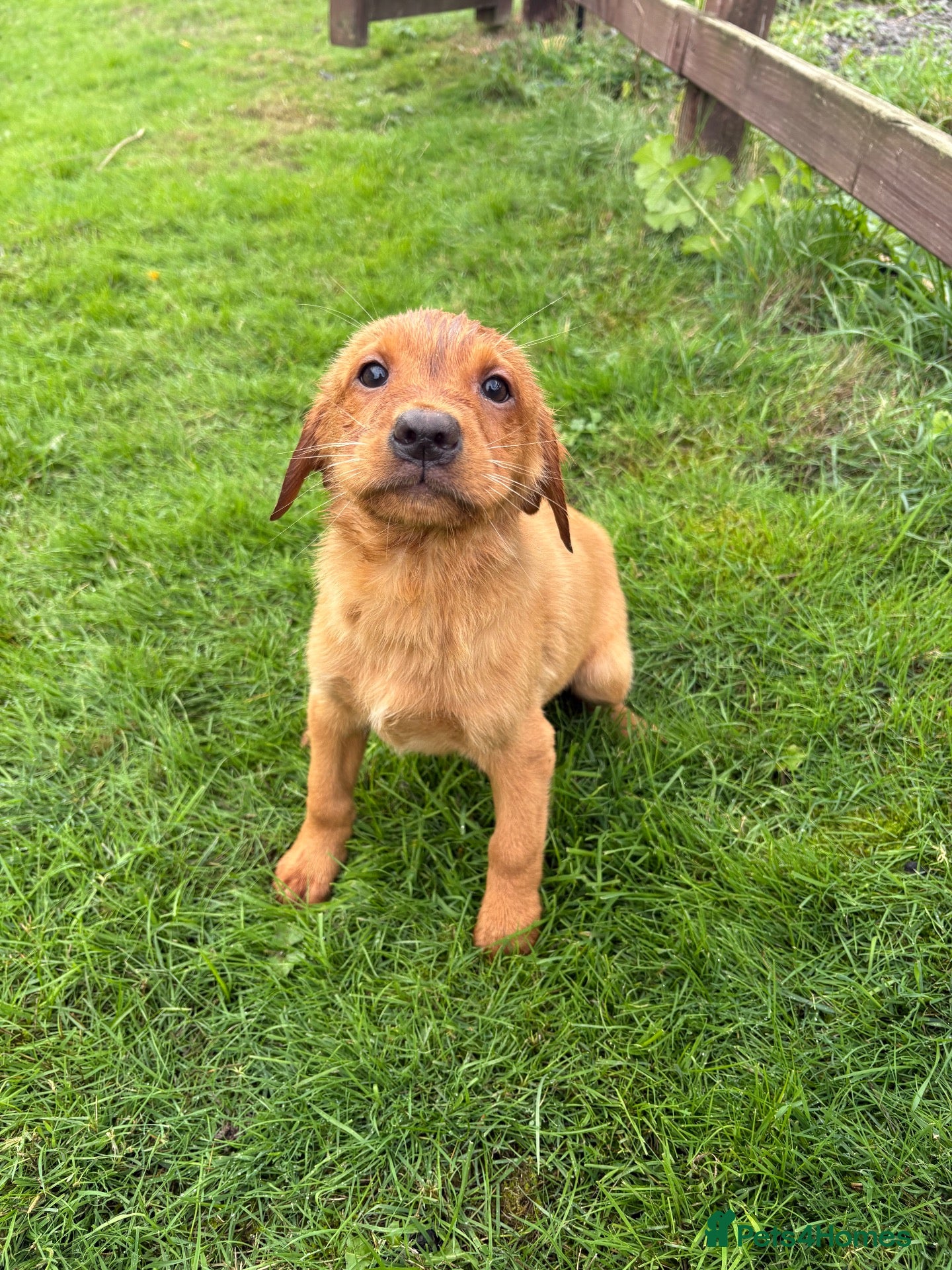 Labrador Retriever dogs Fox Red & Black Lab Retriever Puppies For Sale - Advert 1