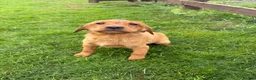 Labrador Retriever dogs for sale: Fox Red Lab Retriever Puppies for Sale - Advert 1