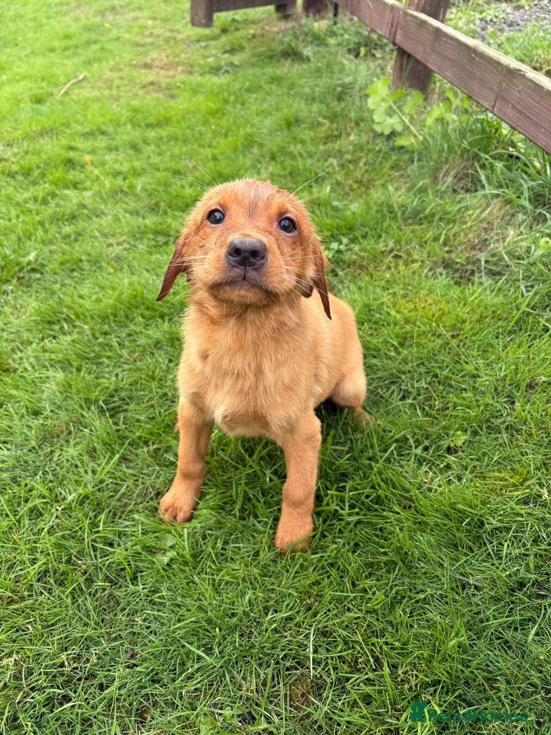 Labrador Retriever dogs for sale: Fox Red Lab Retriever Puppies for Sale - Advert 1