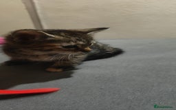 American Shorthair cats for sale: Adorable Kittens Looking for a Loving Home 🐾❤️ - Image 2