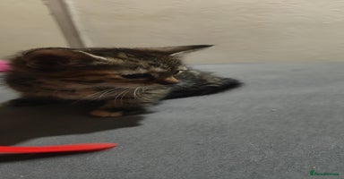 American Shorthair cats - Advert 5