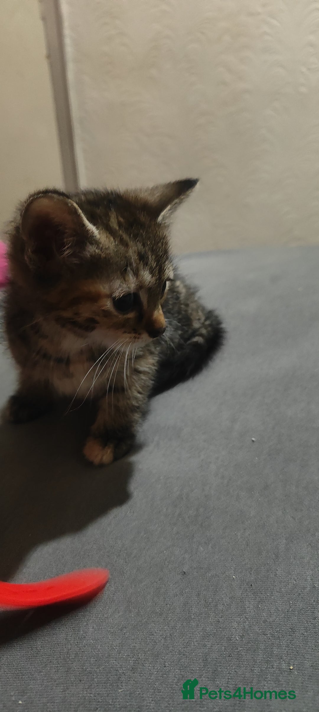 American Shorthair cats for sale: Adorable Kittens Looking for a Loving Home 🐾❤️ - Image 2