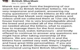 British Shorthair cats for sale: Your Furry Fantasy Awaits! - Image 38