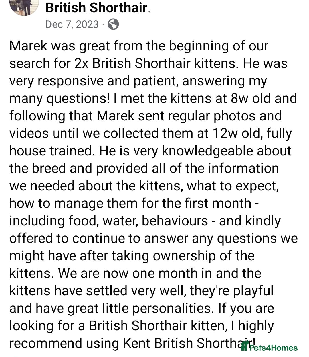 British Shorthair cats for sale: Your Furry Fantasy Awaits! - Image 38