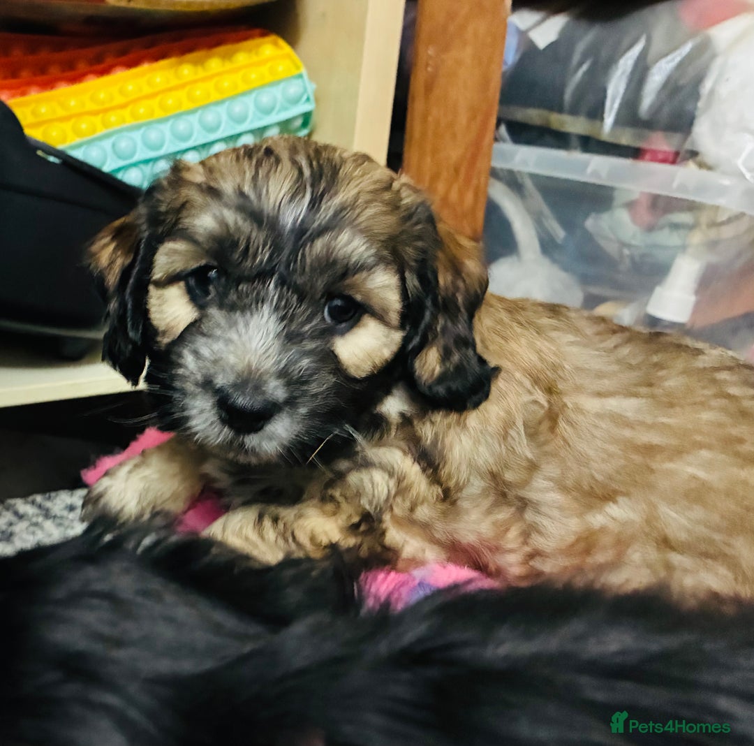 Mixed Breed dogs for sale: 6 Stunning Cock-a-chon puppies  - Advert 15