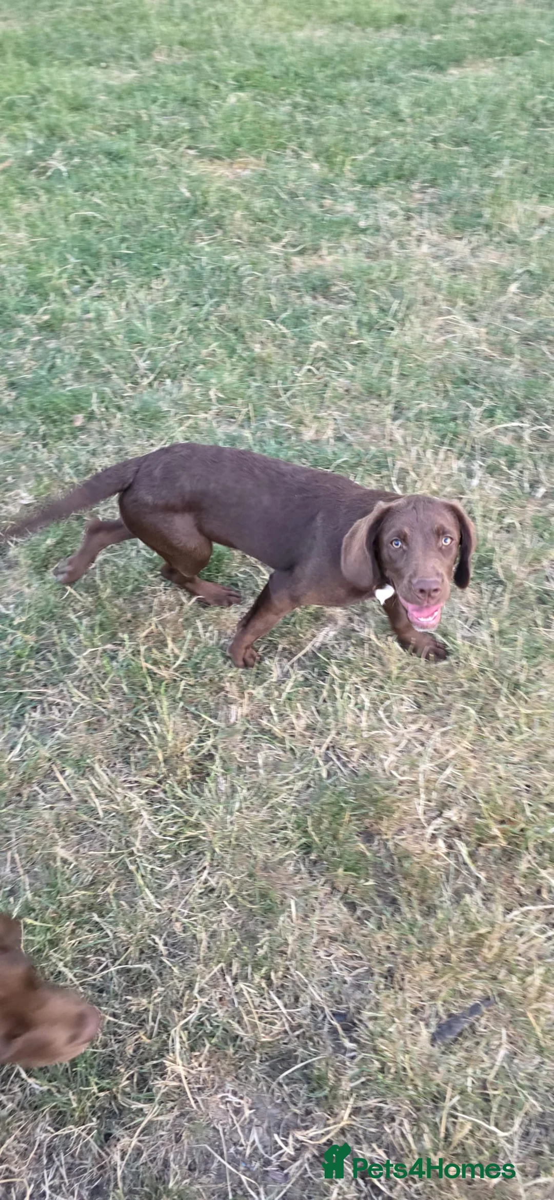 Springador dogs for sale: Male springador for sale - Advert 8