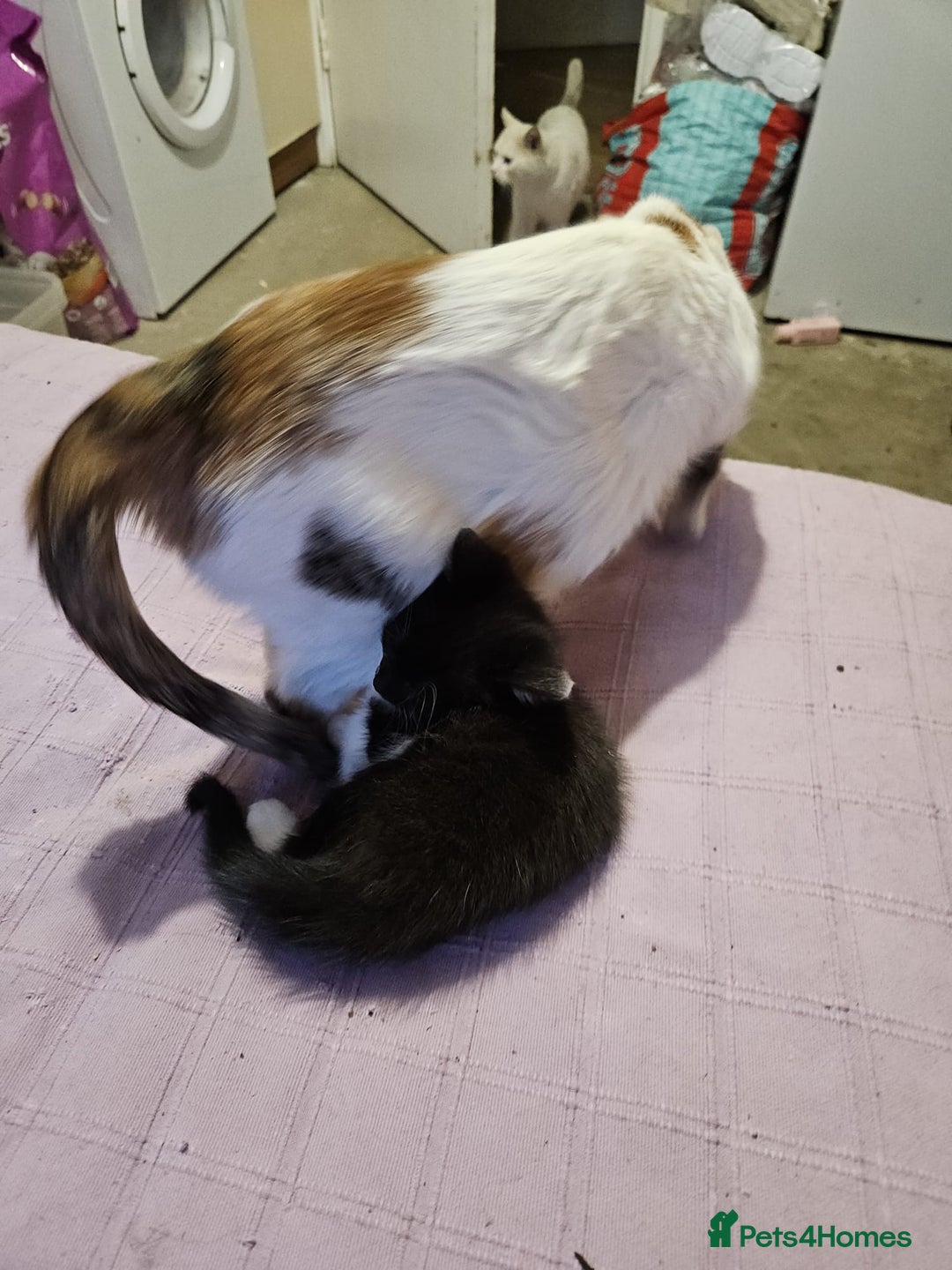 Mixed Breed cats for sale: Beautiful 8 week female £100 - Advert 1