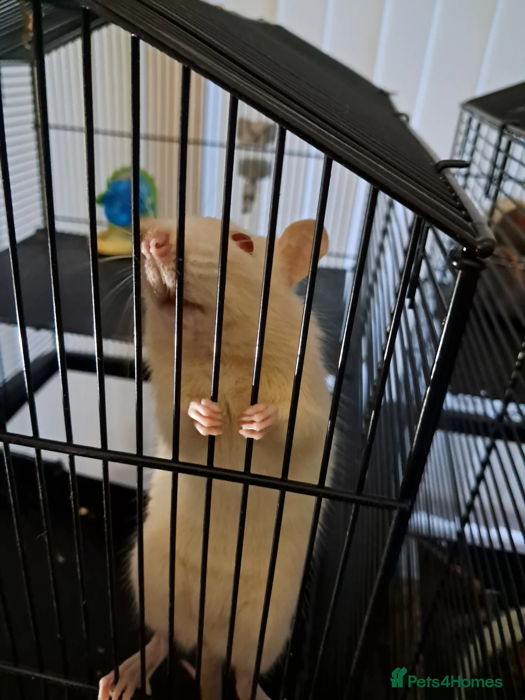Rat rodents for sale: Female fancy rat with cage and accessories - Advert 2
