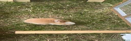 Mini Lop rabbits for sale: Litter of Mini Lop Rabbits in Hull - Advert 5