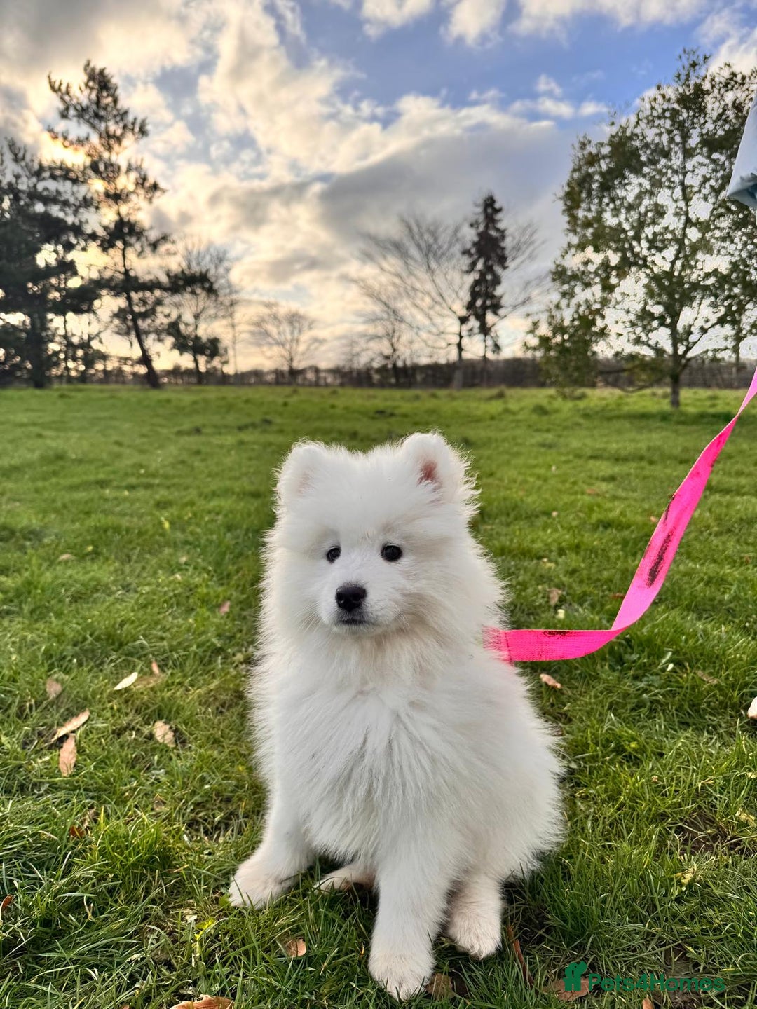 Samoyed dogs for sale: Lovely 4 GIRLS Samoyed puppy - Advert 34